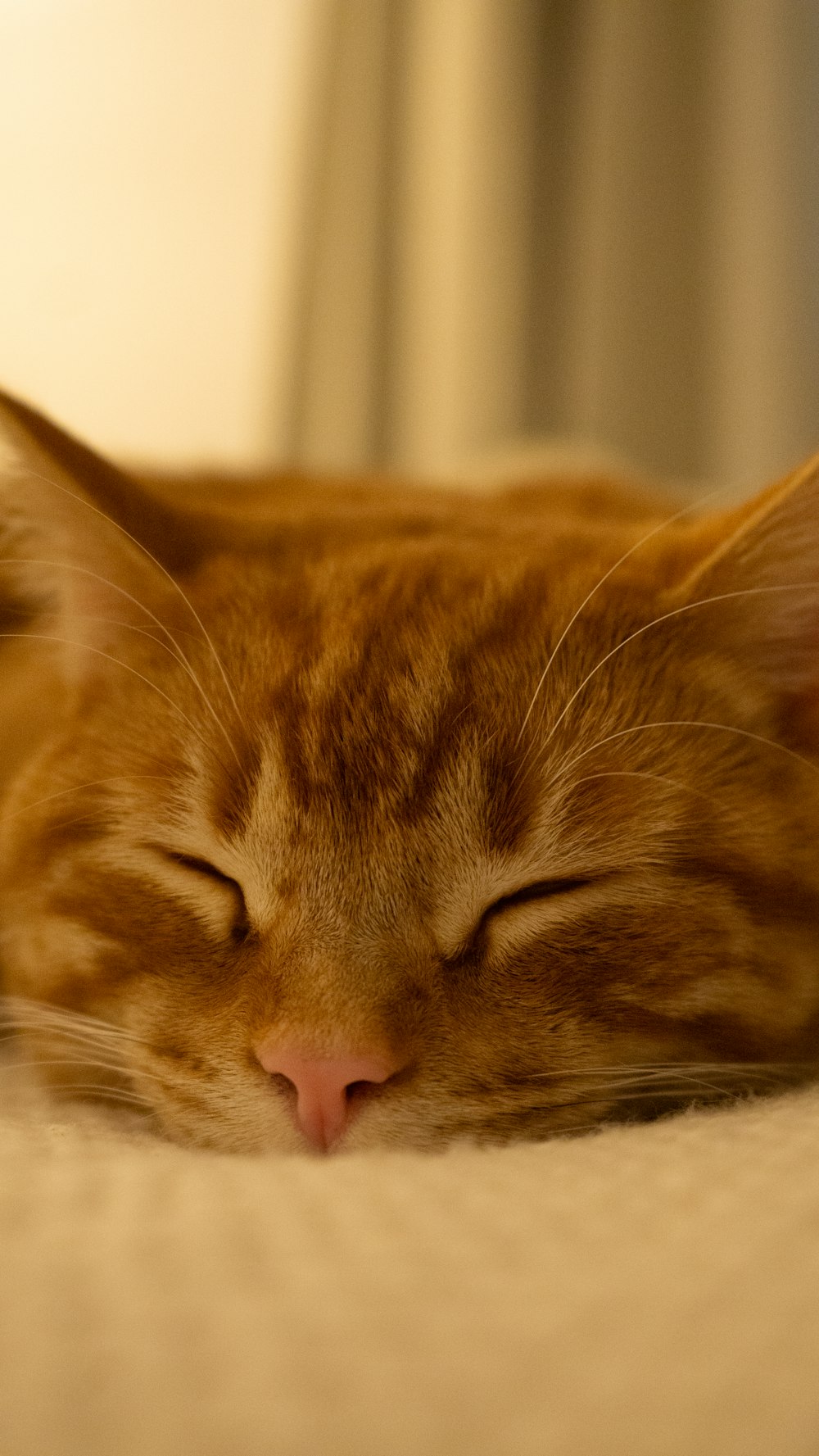 a close up of a cat sleeping on a bed