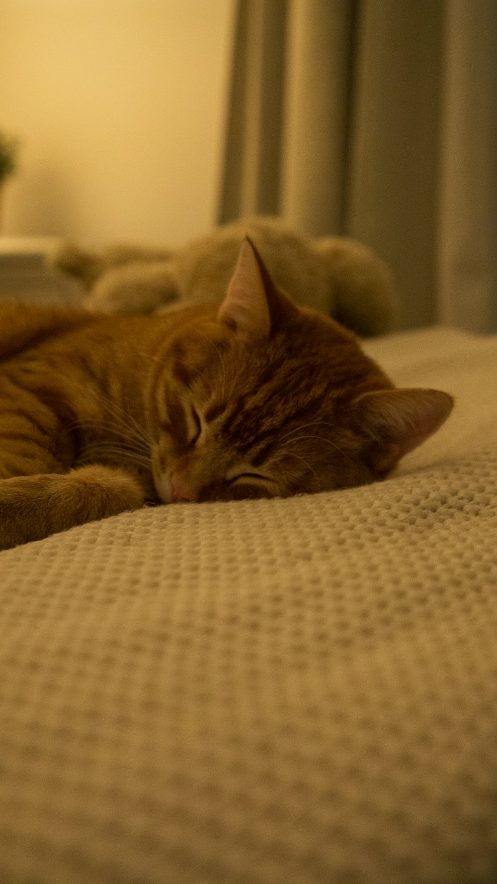 eine orangefarbene Katze, die auf einem Bett liegt