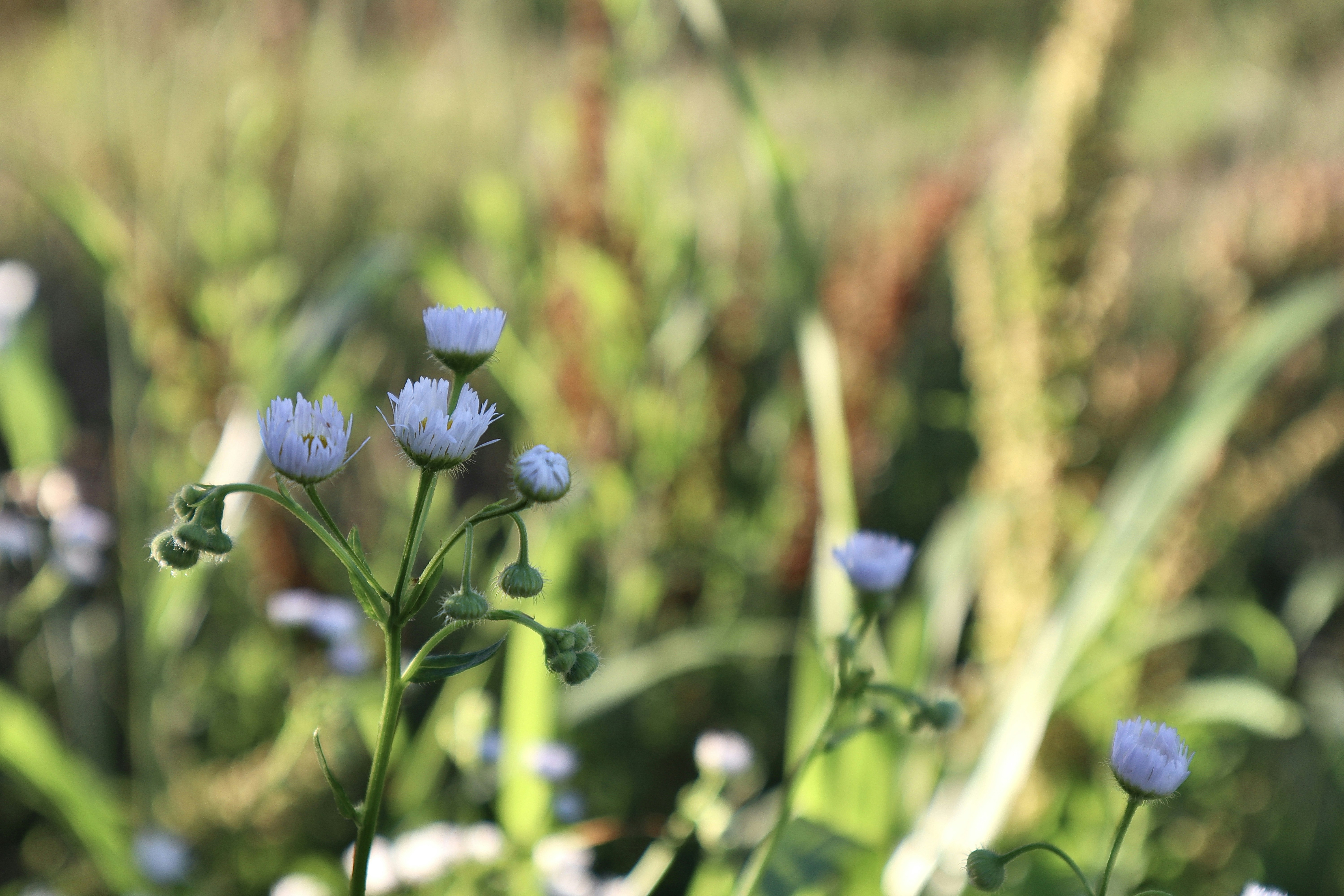 Wildflowers blooming in a summer meadow, soft golden light, peaceful natural setting