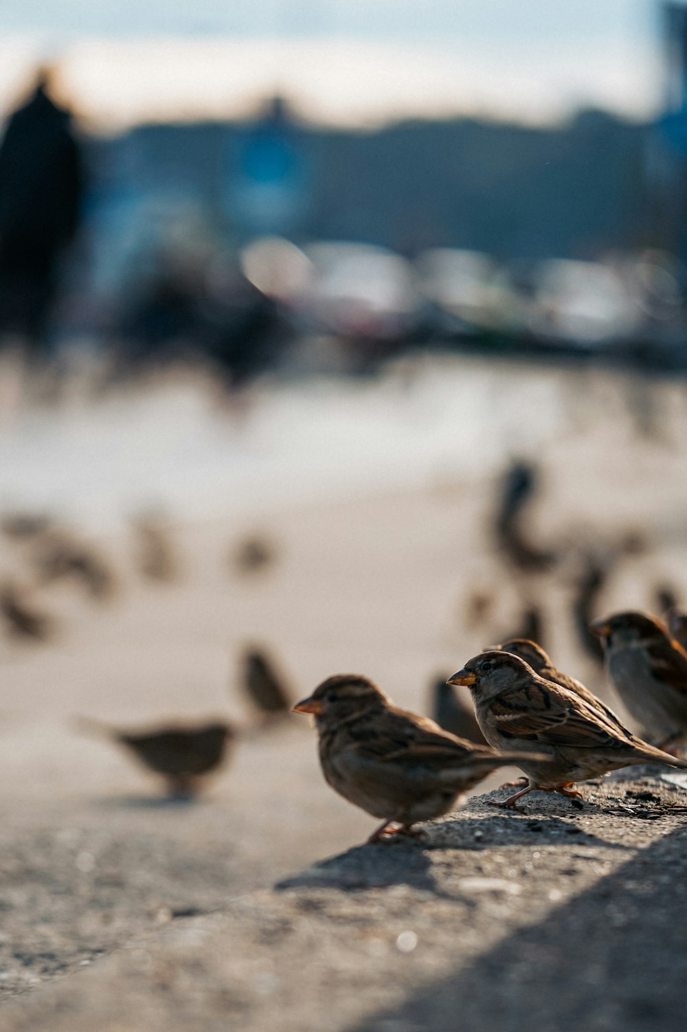 a flock of birds standing on top of a sandy beach