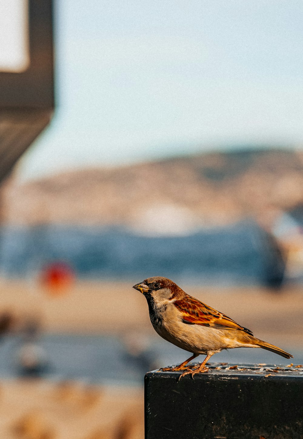 a small bird sitting on top of a black box