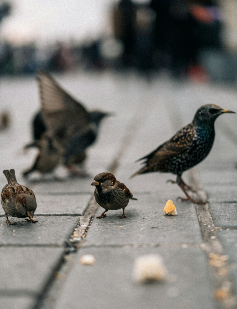 um grupo de pássaros em pé em cima de uma calçada