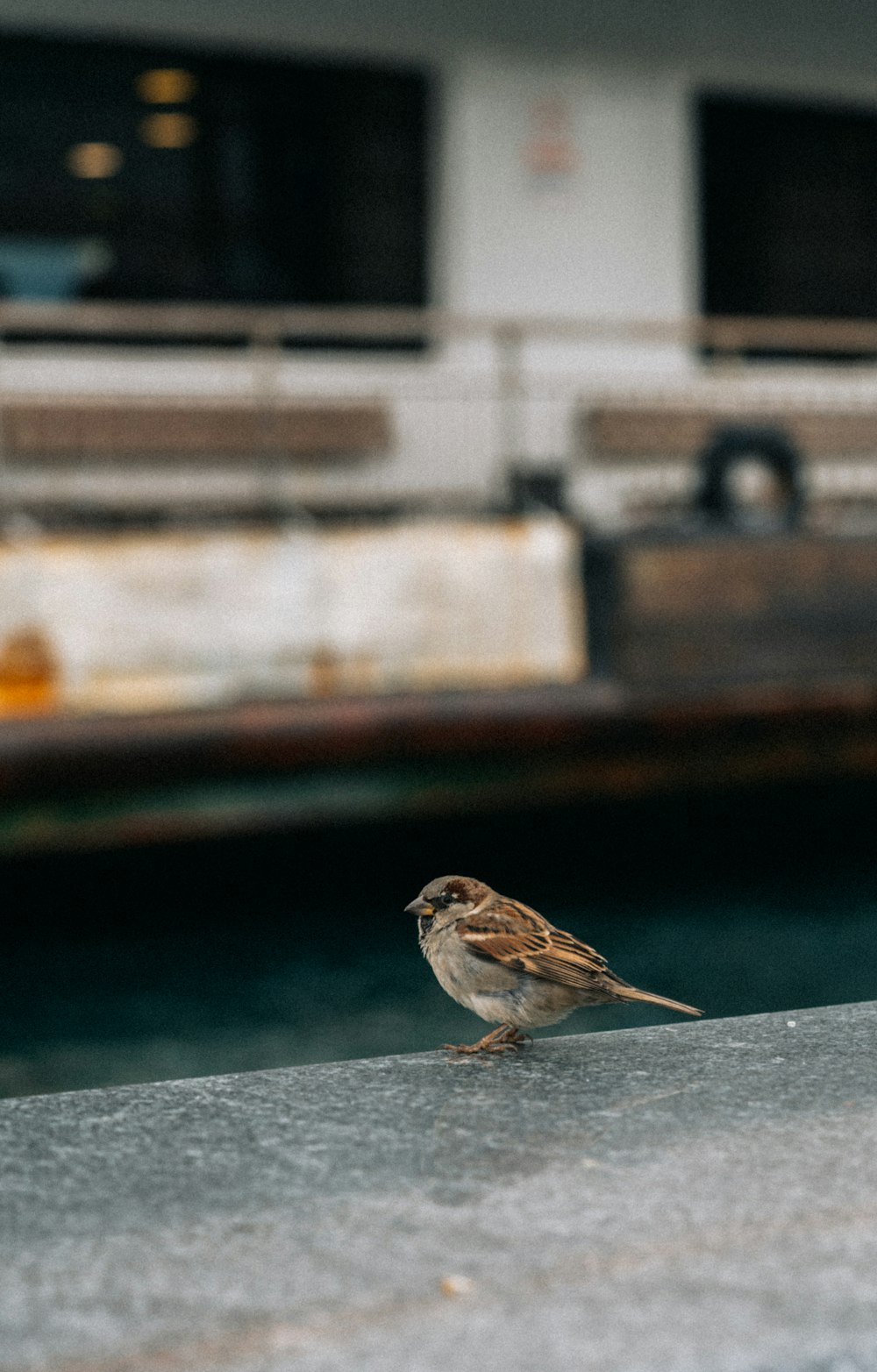 a small bird sitting on the edge of a boat