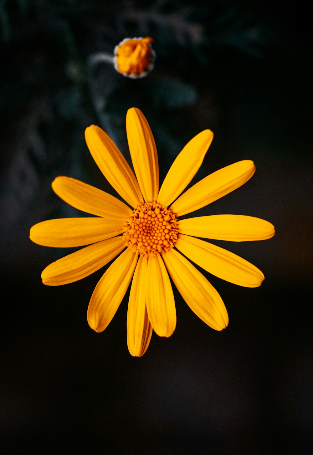 un gros plan d’une fleur jaune avec un fond sombre