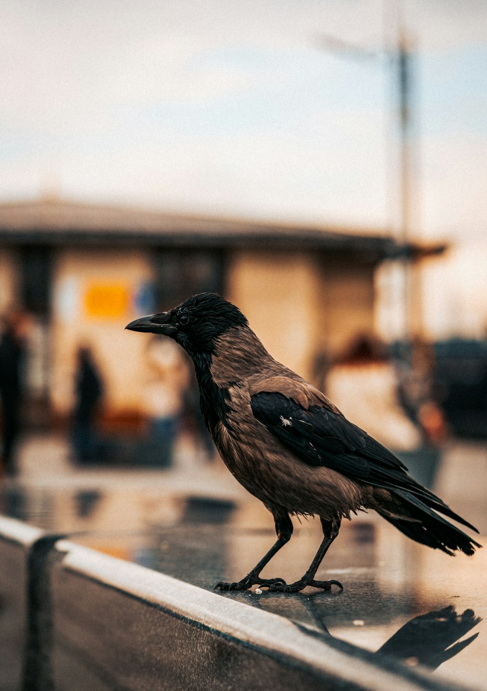 um pássaro preto sentado em cima de um trilho de metal