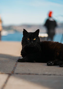 a black cat laying on a sidewalk next to a person