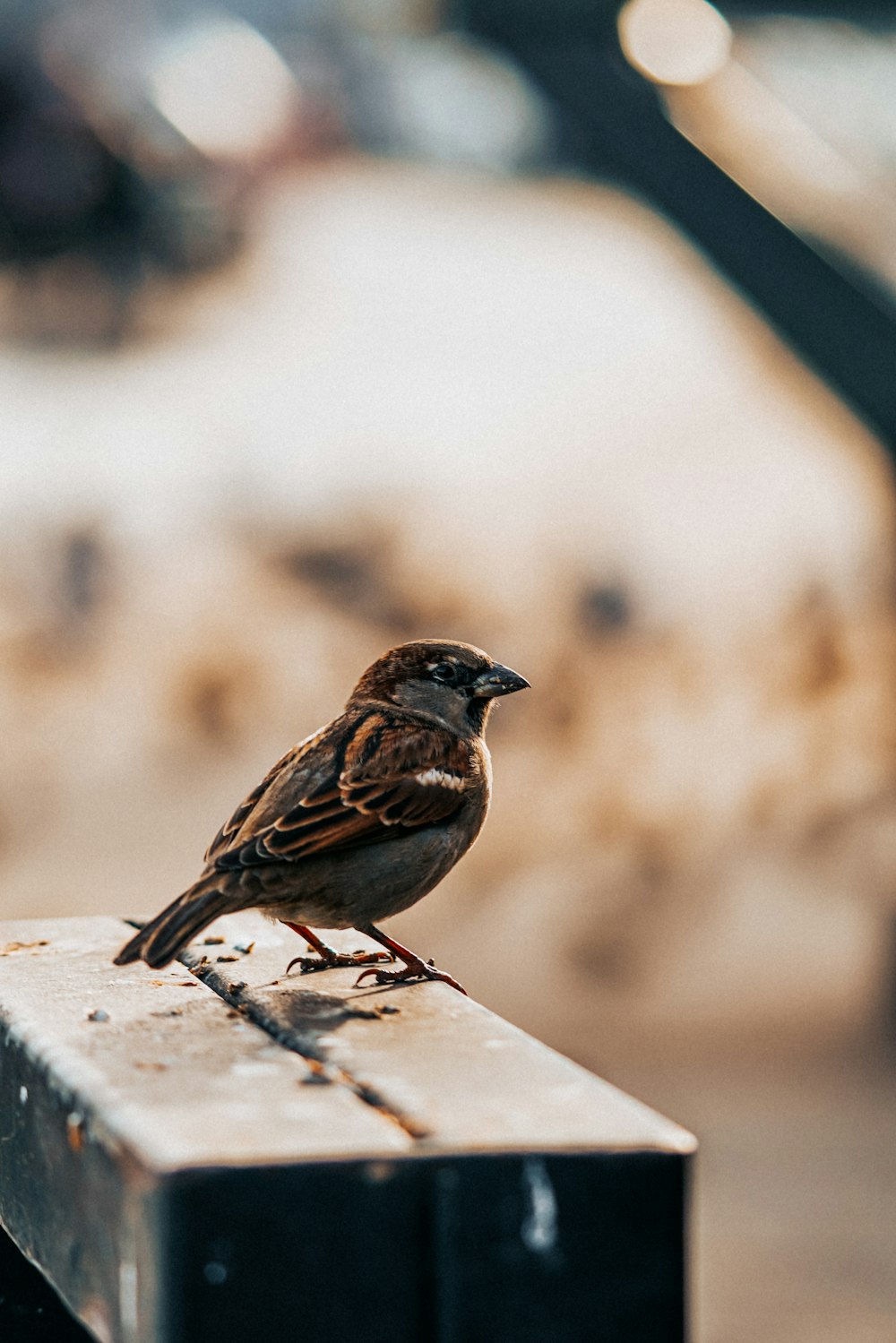 um pequeno pássaro sentado em cima de uma caixa de metal