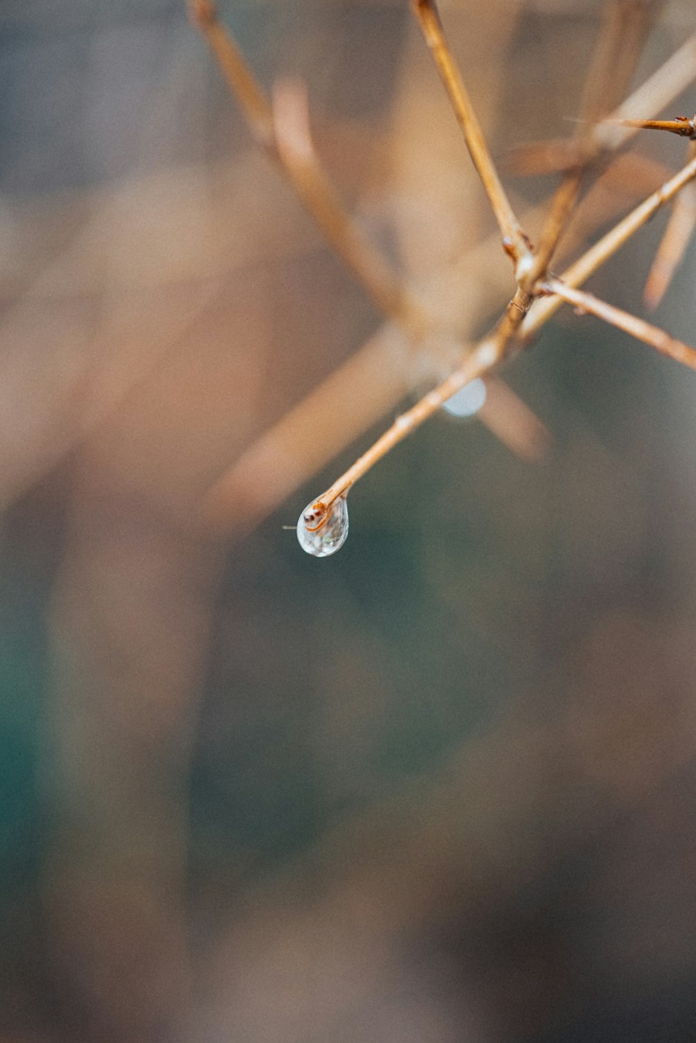 a drop of water hanging from a tree branch