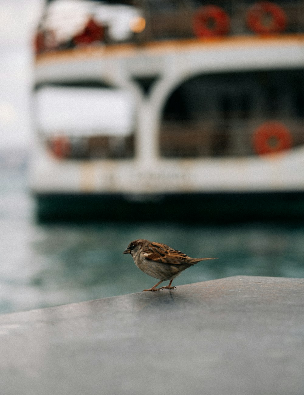 a small bird standing on a ledge near a boat