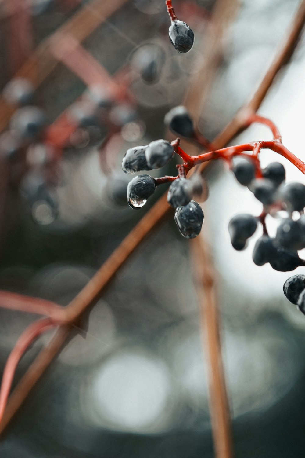 a close up of berries on a tree branch