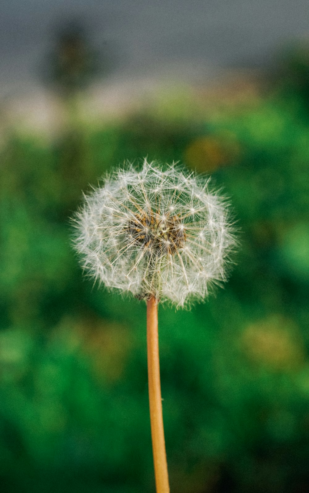 a dandelion in front of a blurry background
