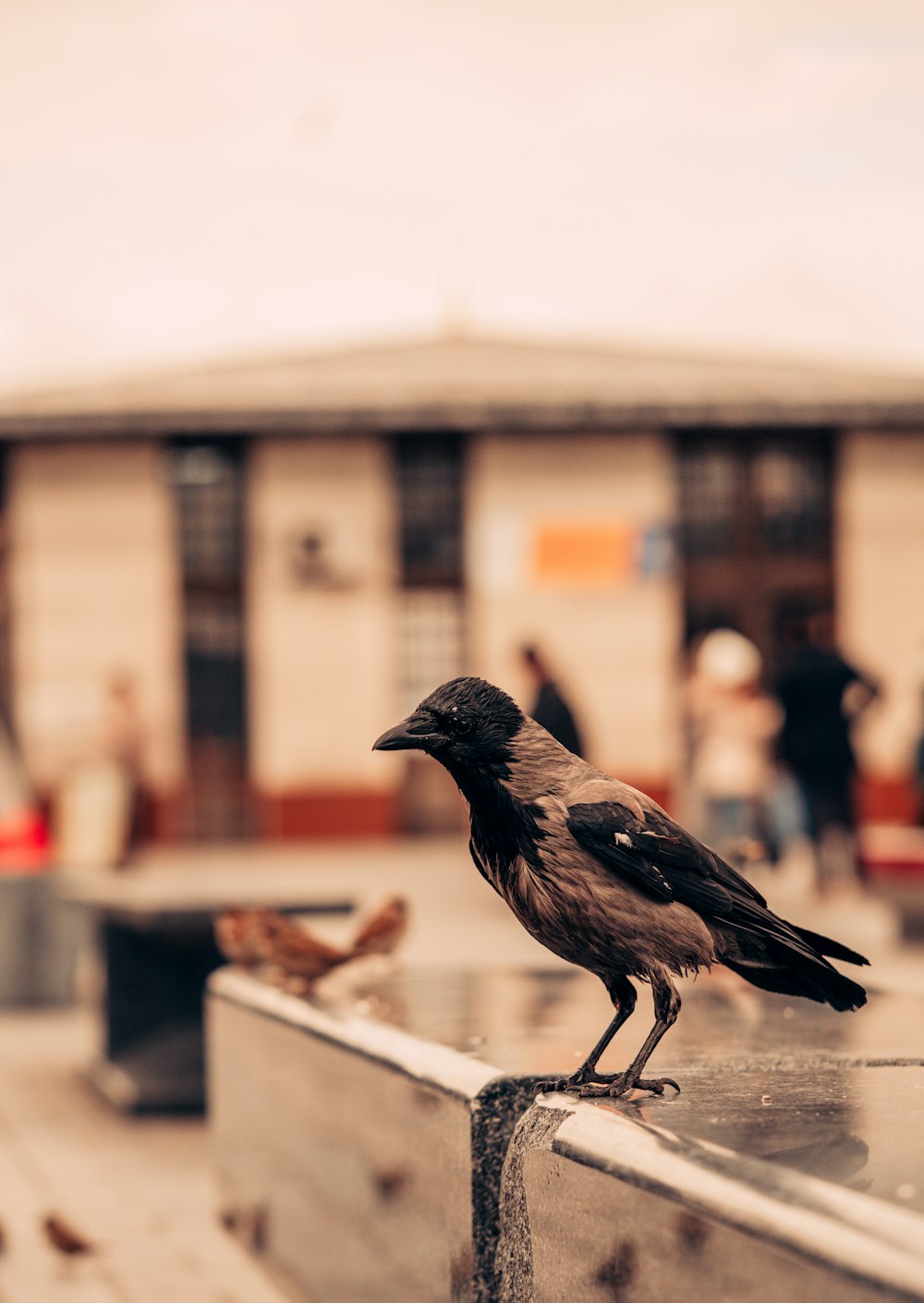 a black bird sitting on top of a metal rail