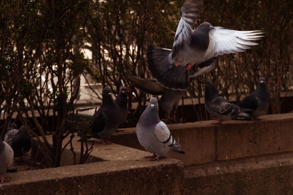 una bandada de pájaros de pie en lo alto de una pared de cemento