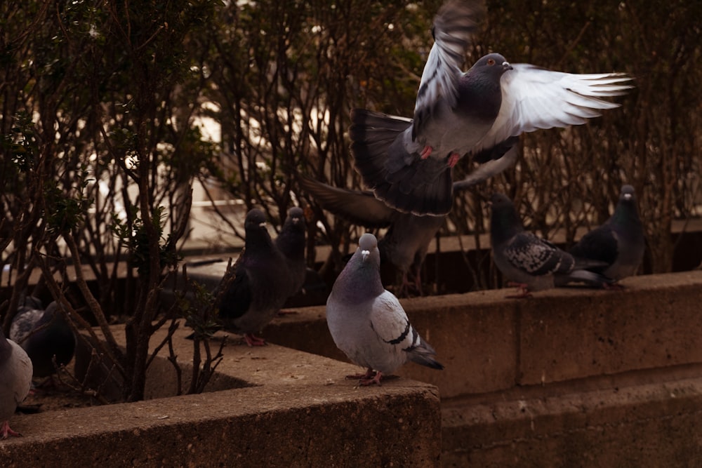 a flock of birds standing on top of a cement wall