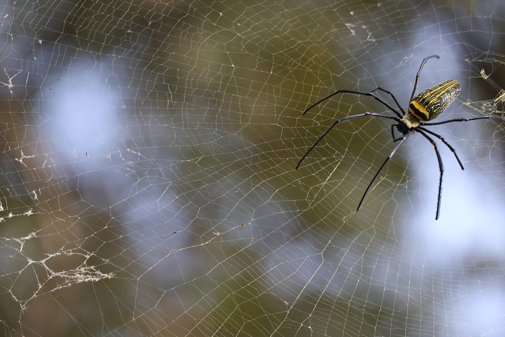 a yellow and black spider sitting on a web