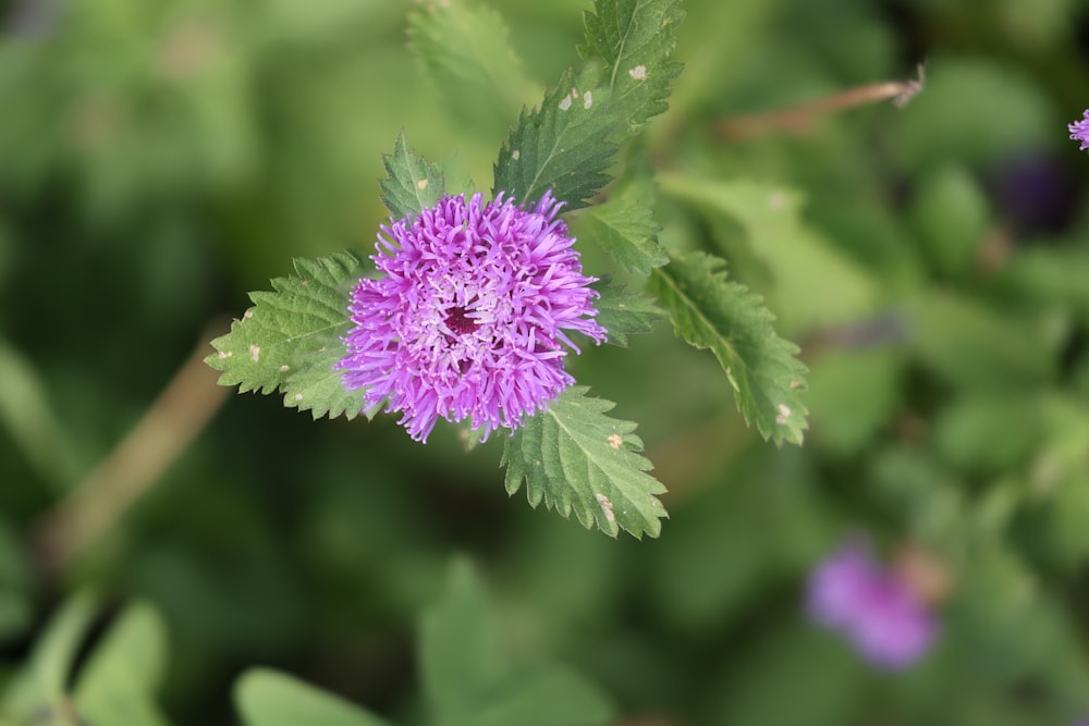 a close up of a purple flower with green leaves