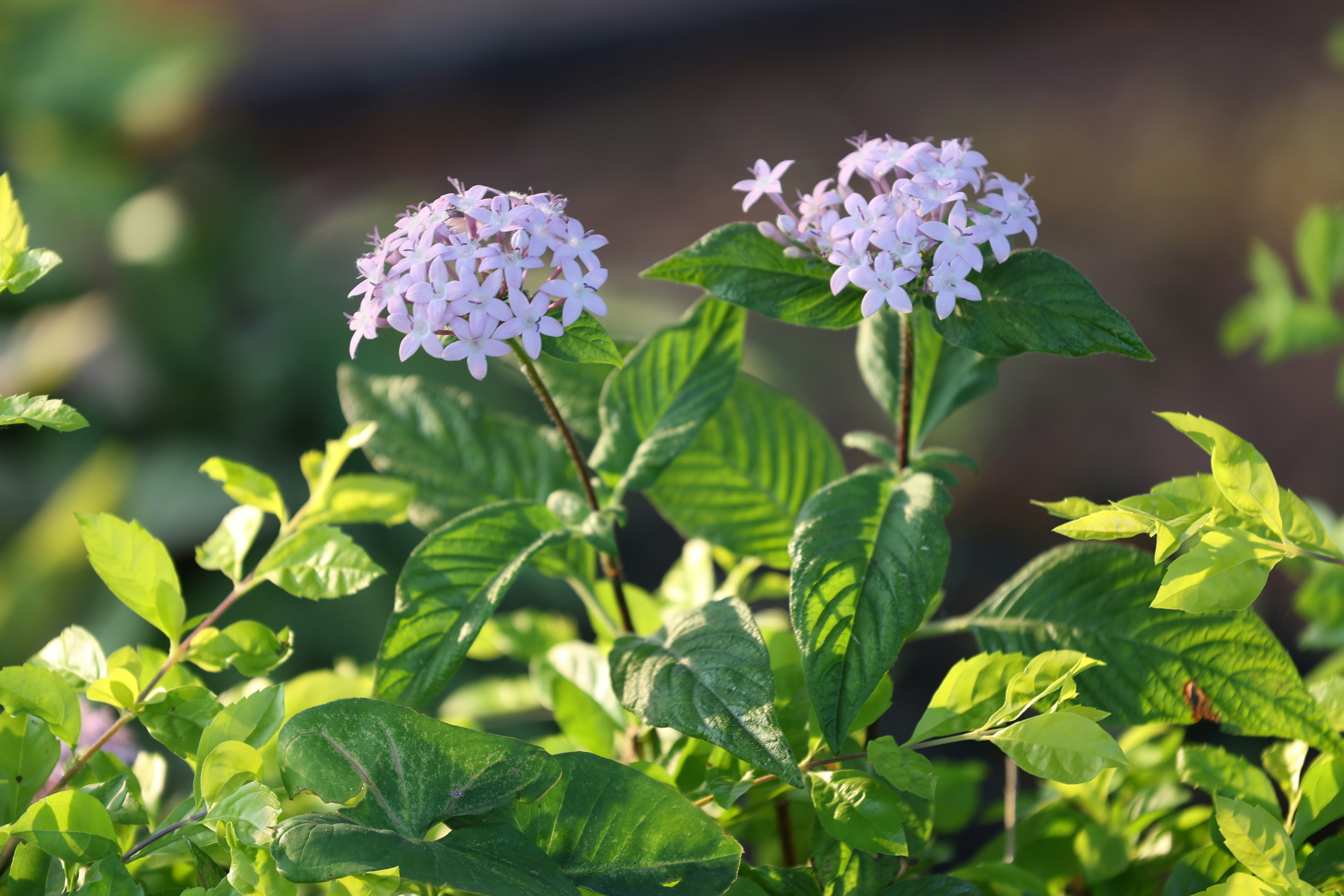 a close up of a purple flower with green leaves