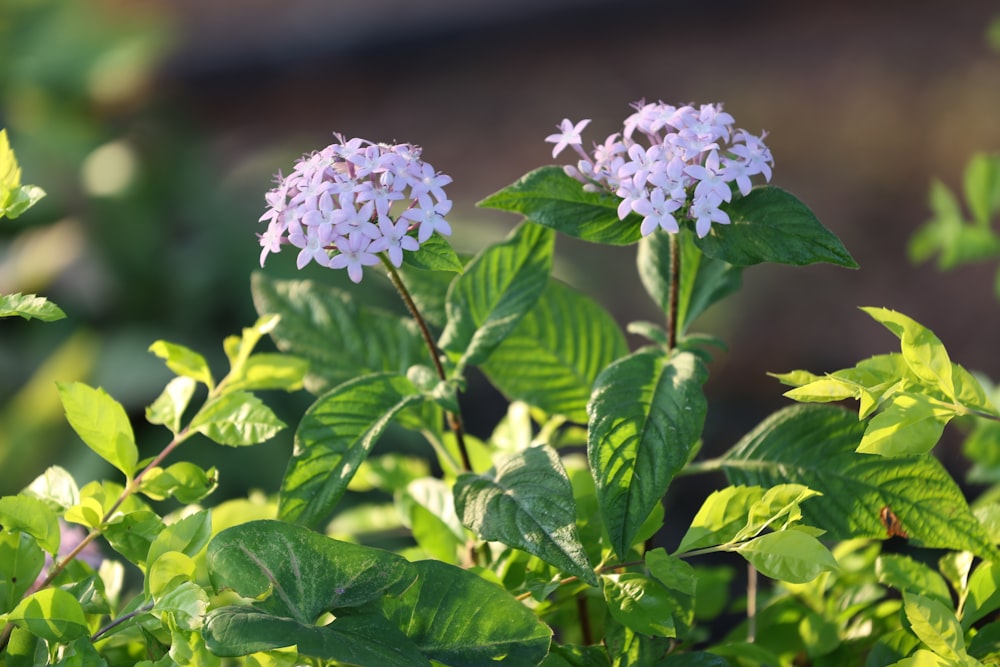 a close up of a purple flower with green leaves