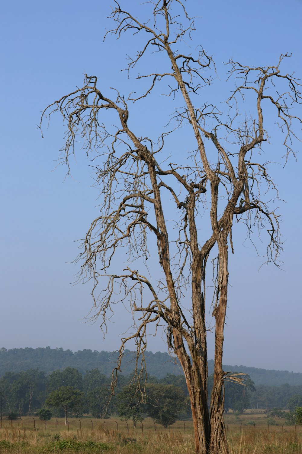 a dead tree in the middle of a field