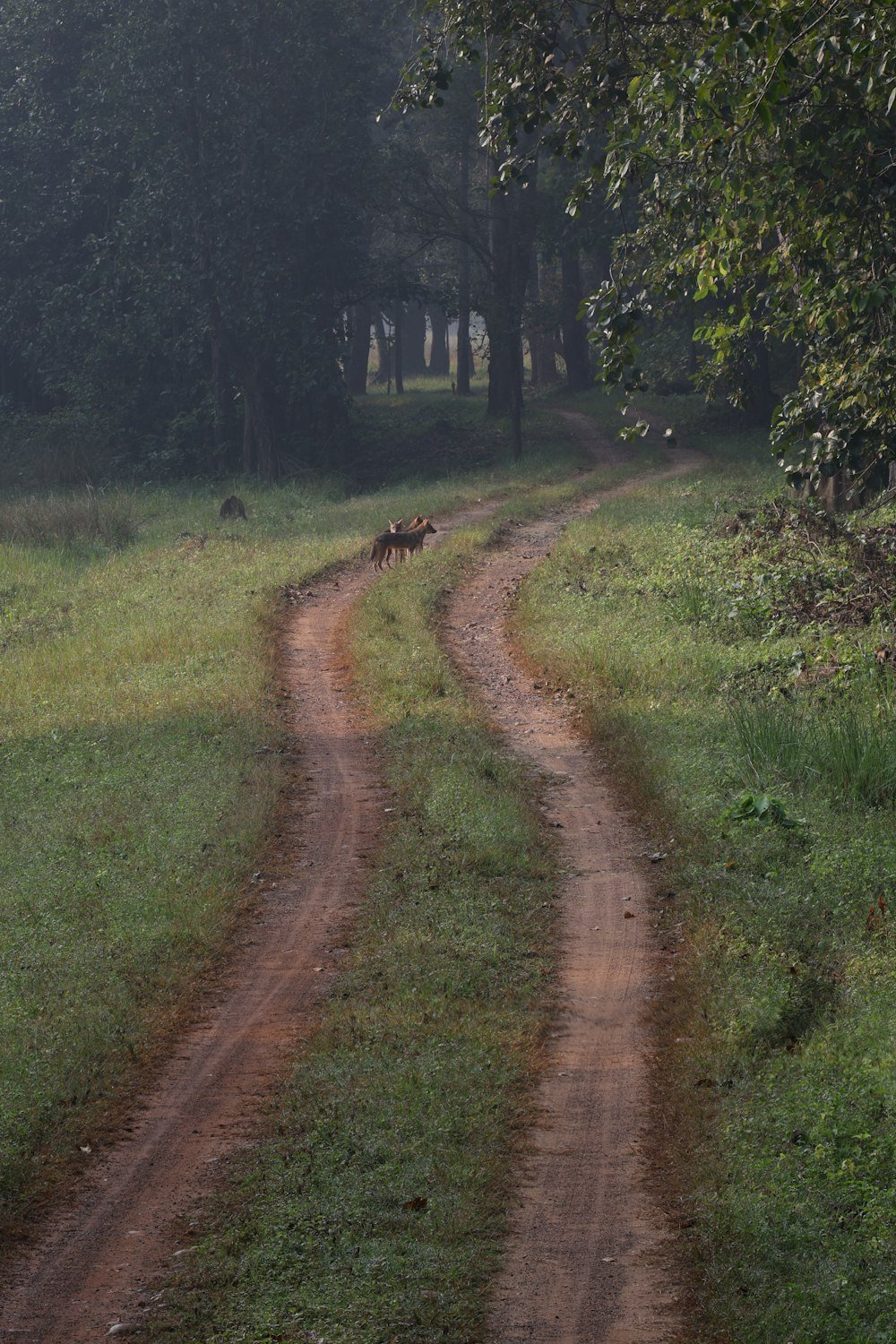 a dirt road in the middle of a grassy field