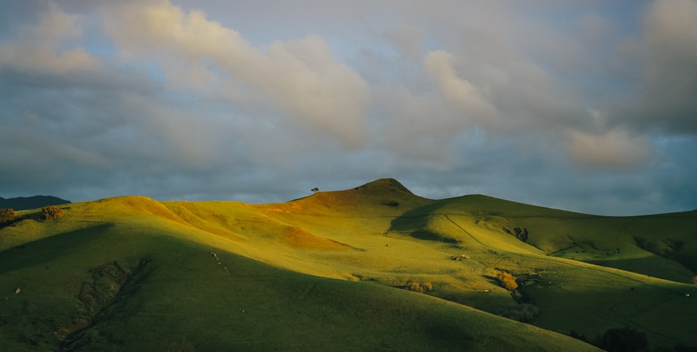 a green hill with a small tree on top of it