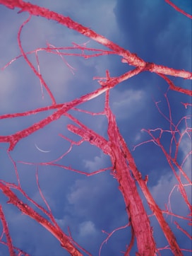 a close up of a tree branch against a blue sky