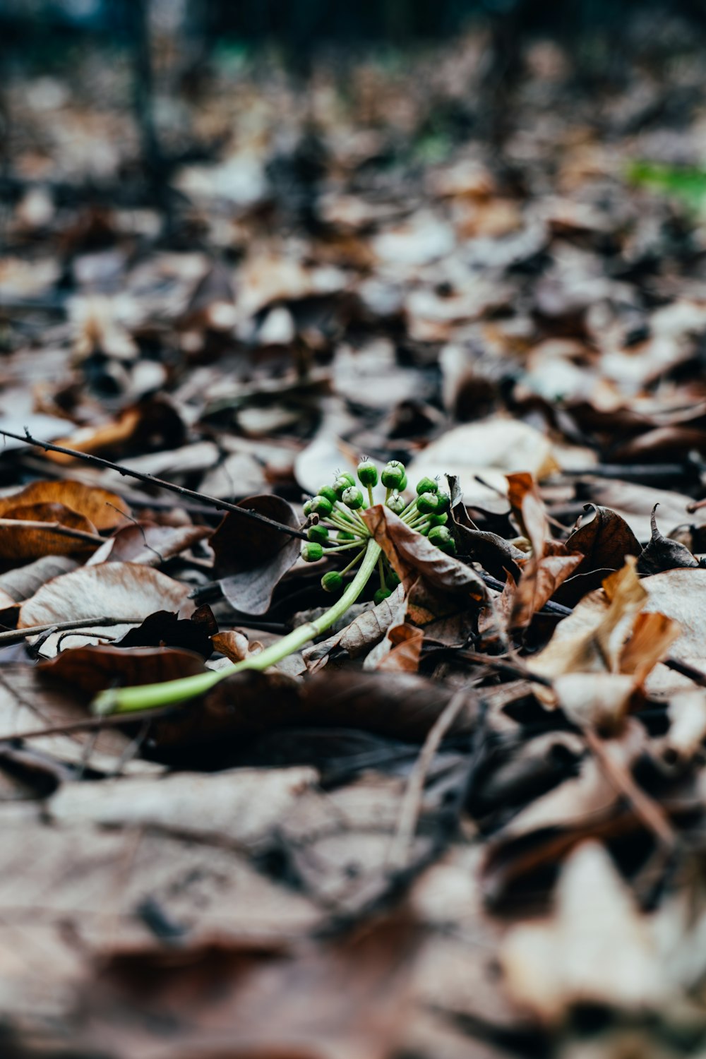 a bunch of leaves that are laying on the ground