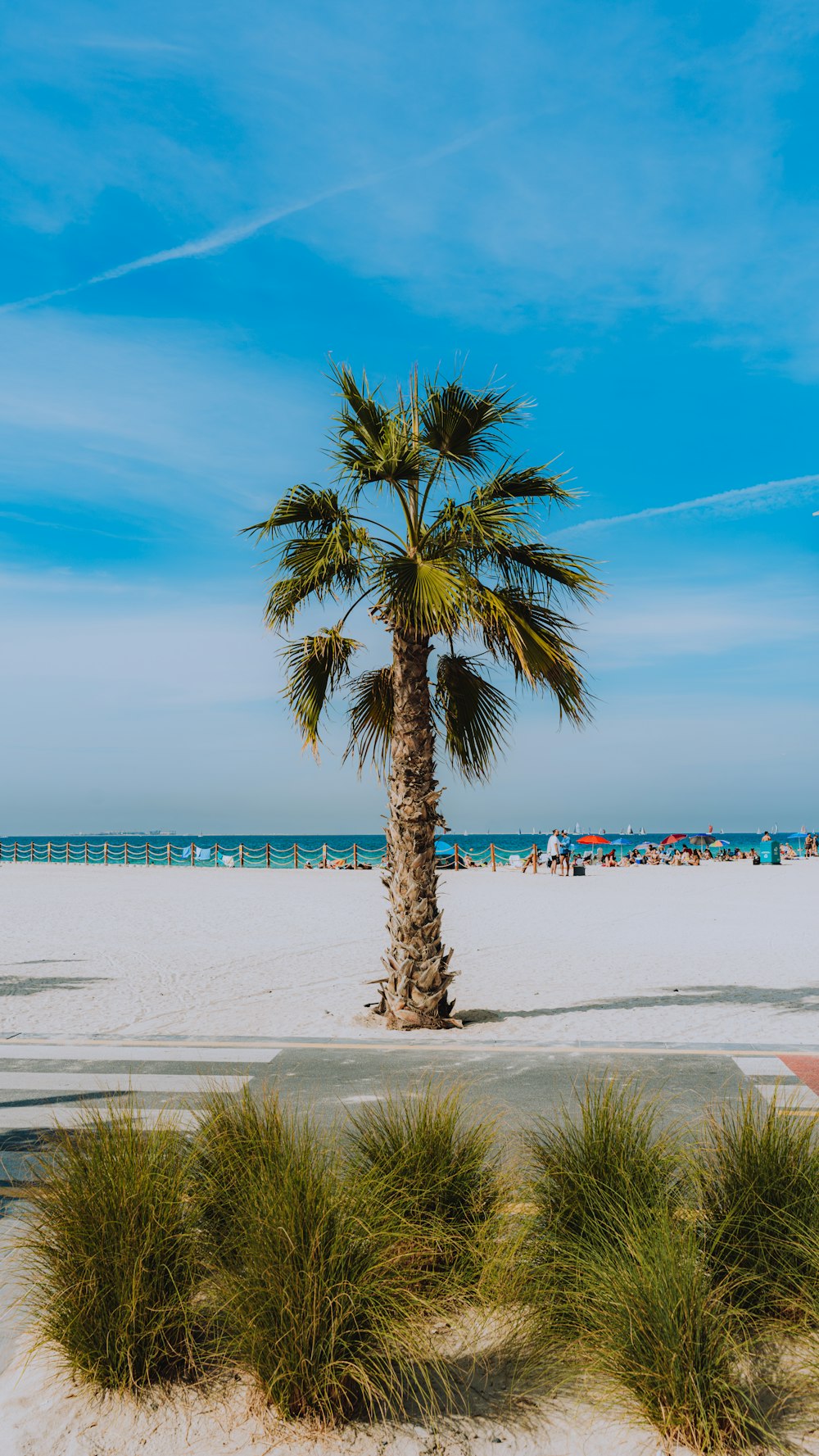 a palm tree sitting on top of a sandy beach