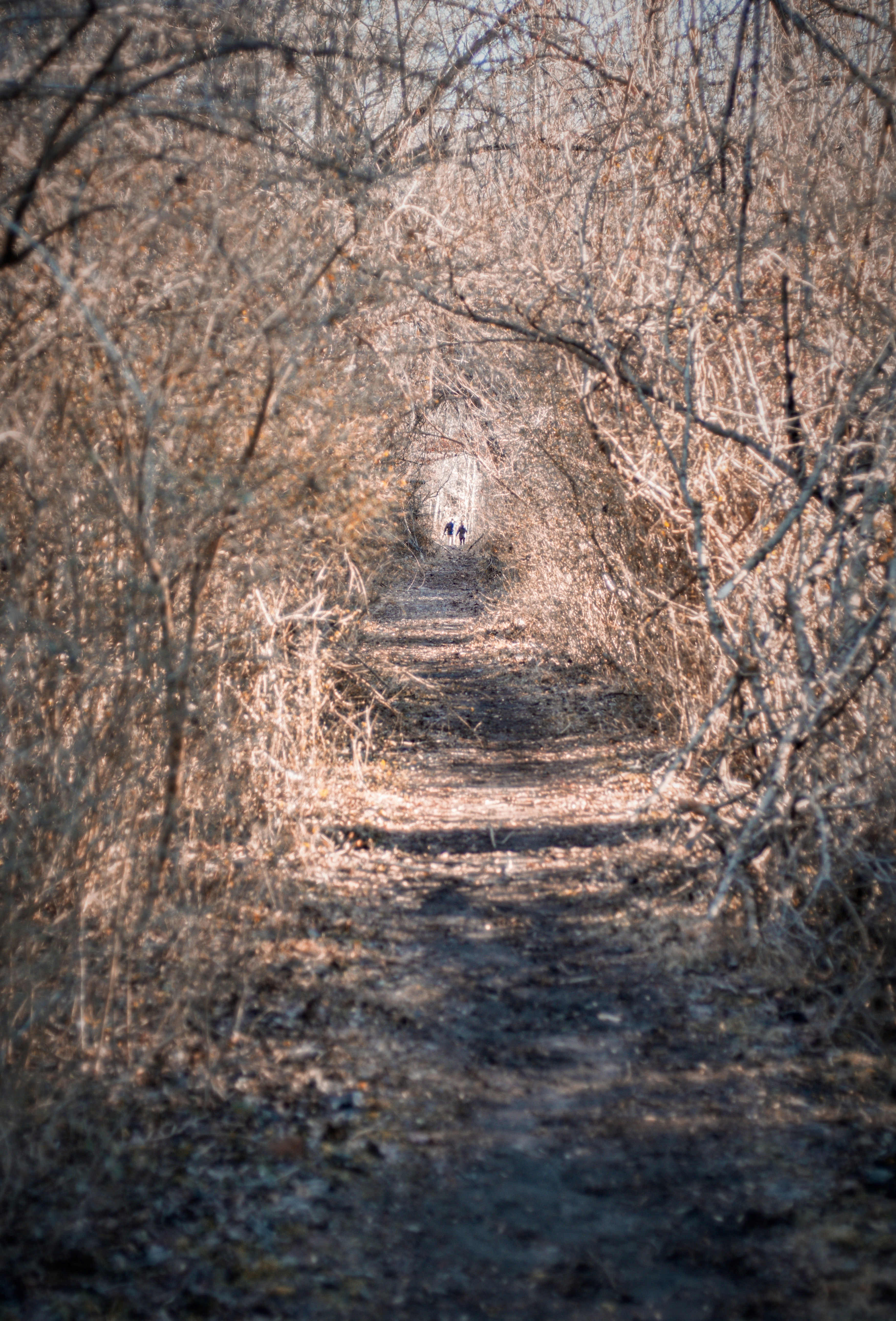 Trail with vines wrapped over it, with people walking in the distance.