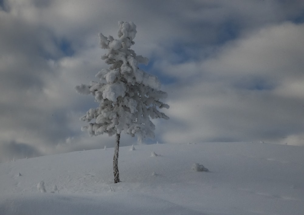 a lone snow covered tree on a snowy hill