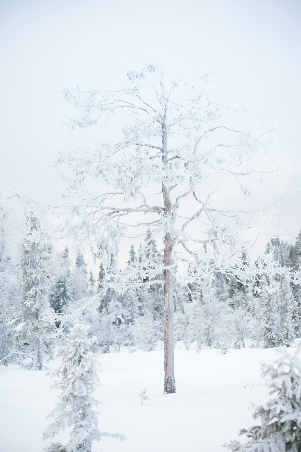 a snow covered tree in a snowy forest
