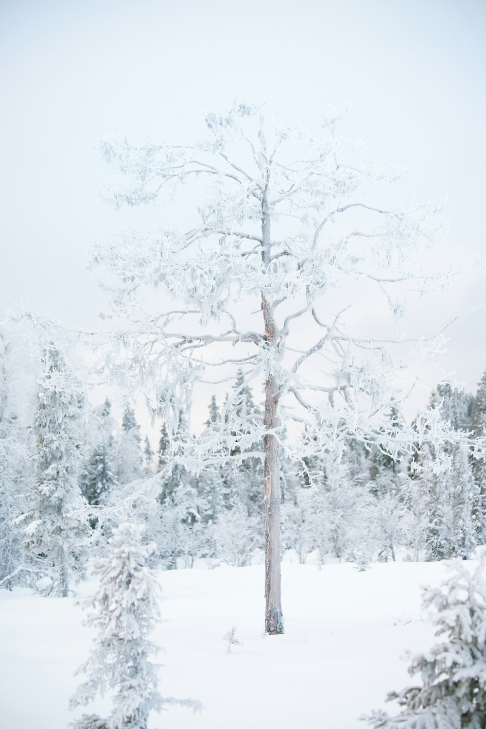 un albero innevato in una foresta innevata