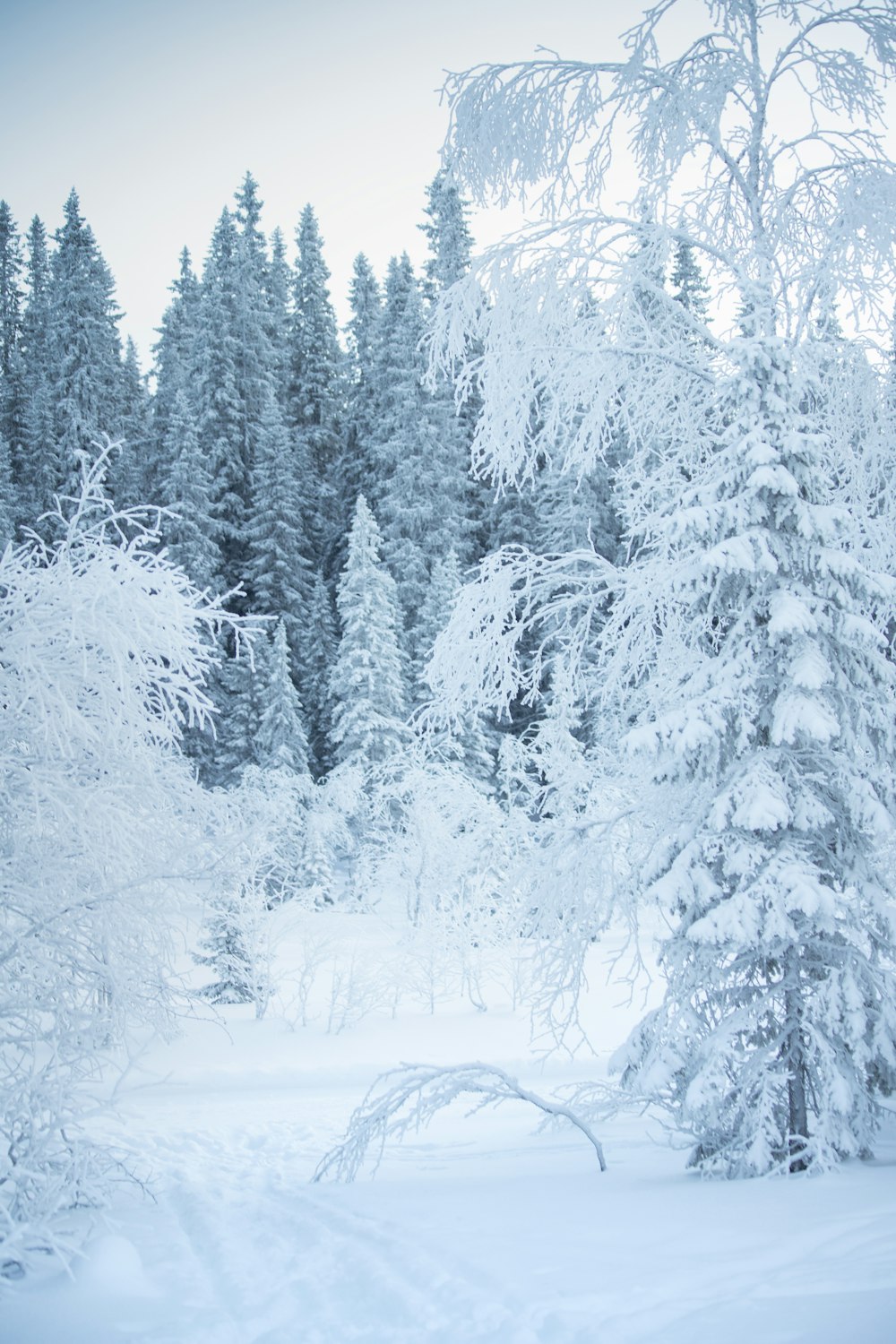 Una foresta innevata piena di alberi