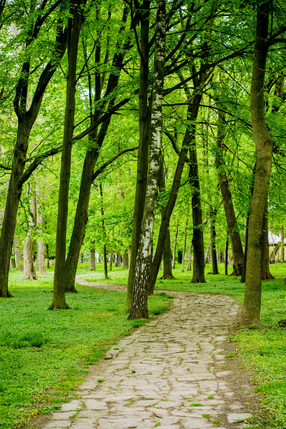 a path in the middle of a park with lots of trees