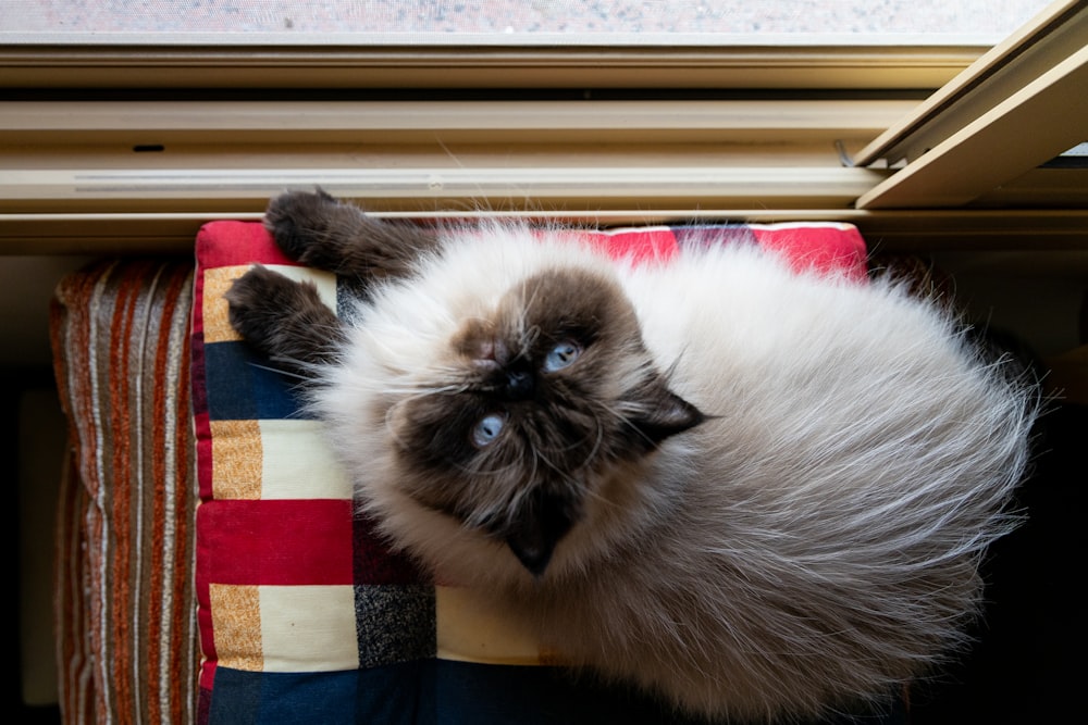 a fluffy cat laying on top of a blanket