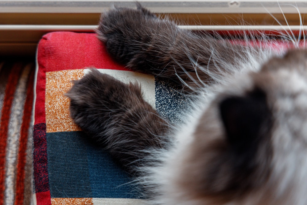 a cat laying on top of a couch next to a window