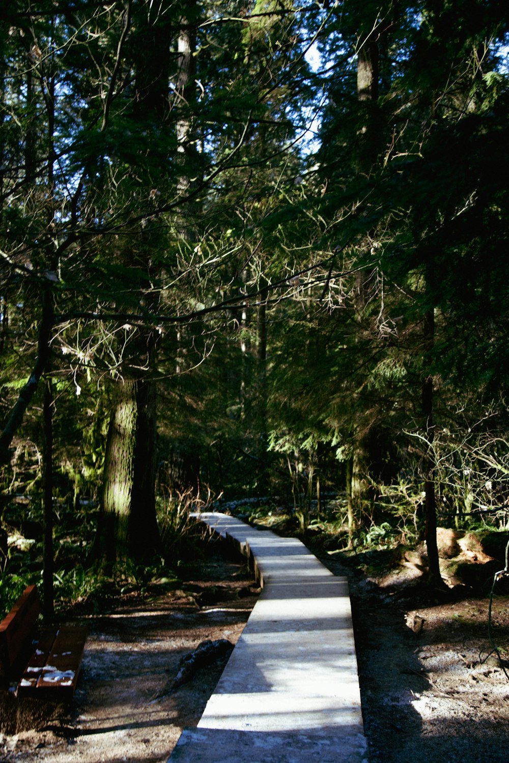 a path in the middle of a forest with benches