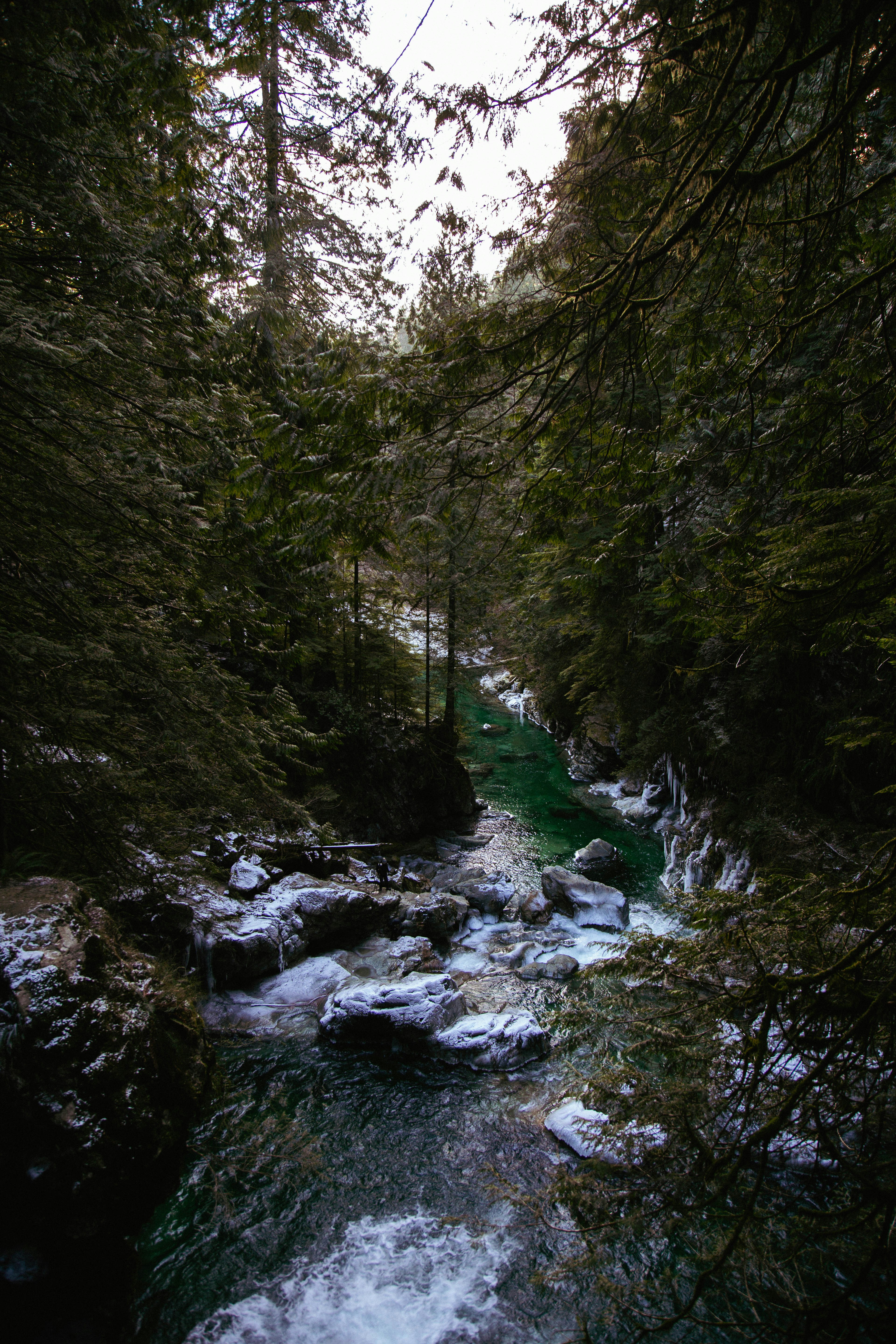 a river running through a lush green forest