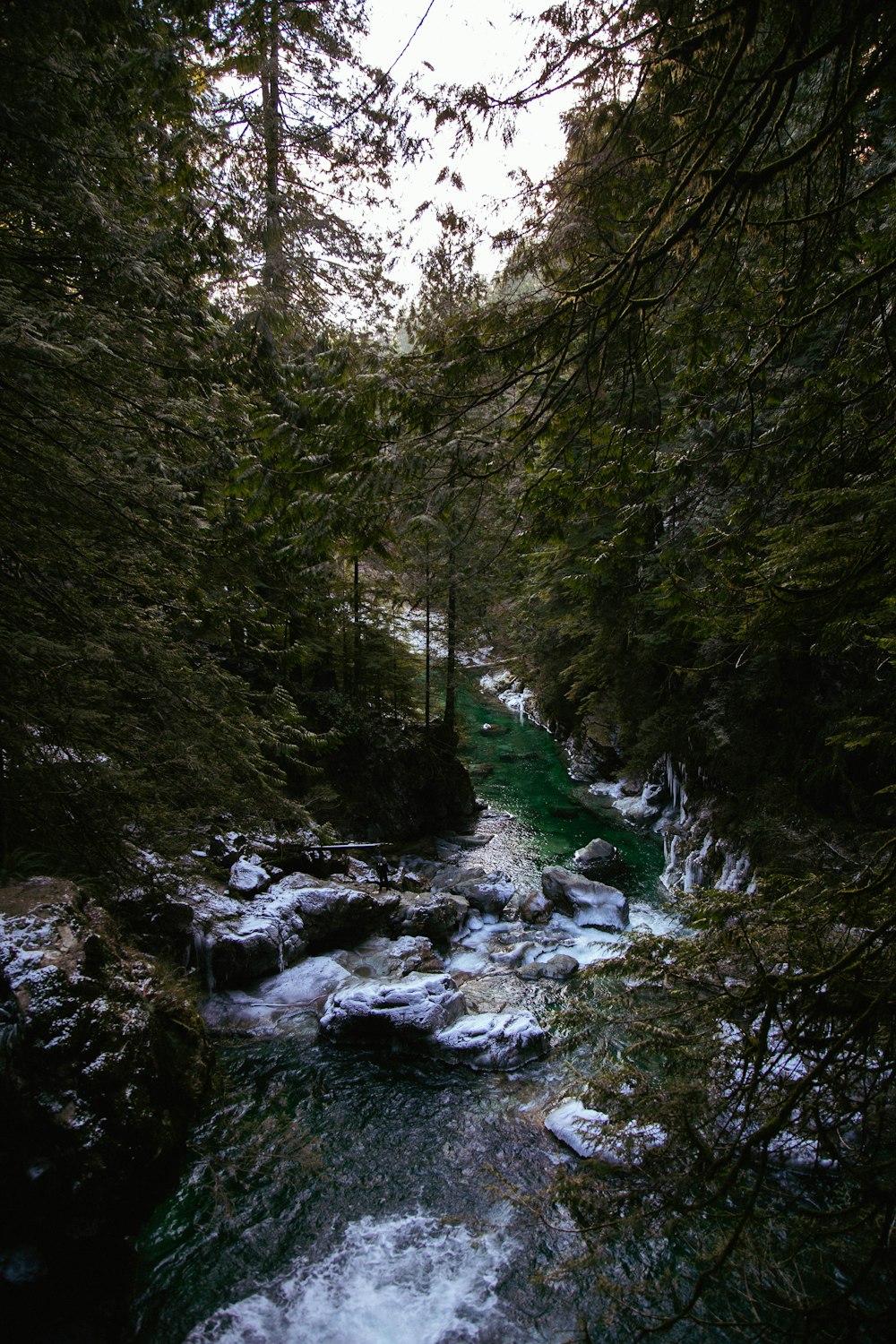 a river running through a lush green forest