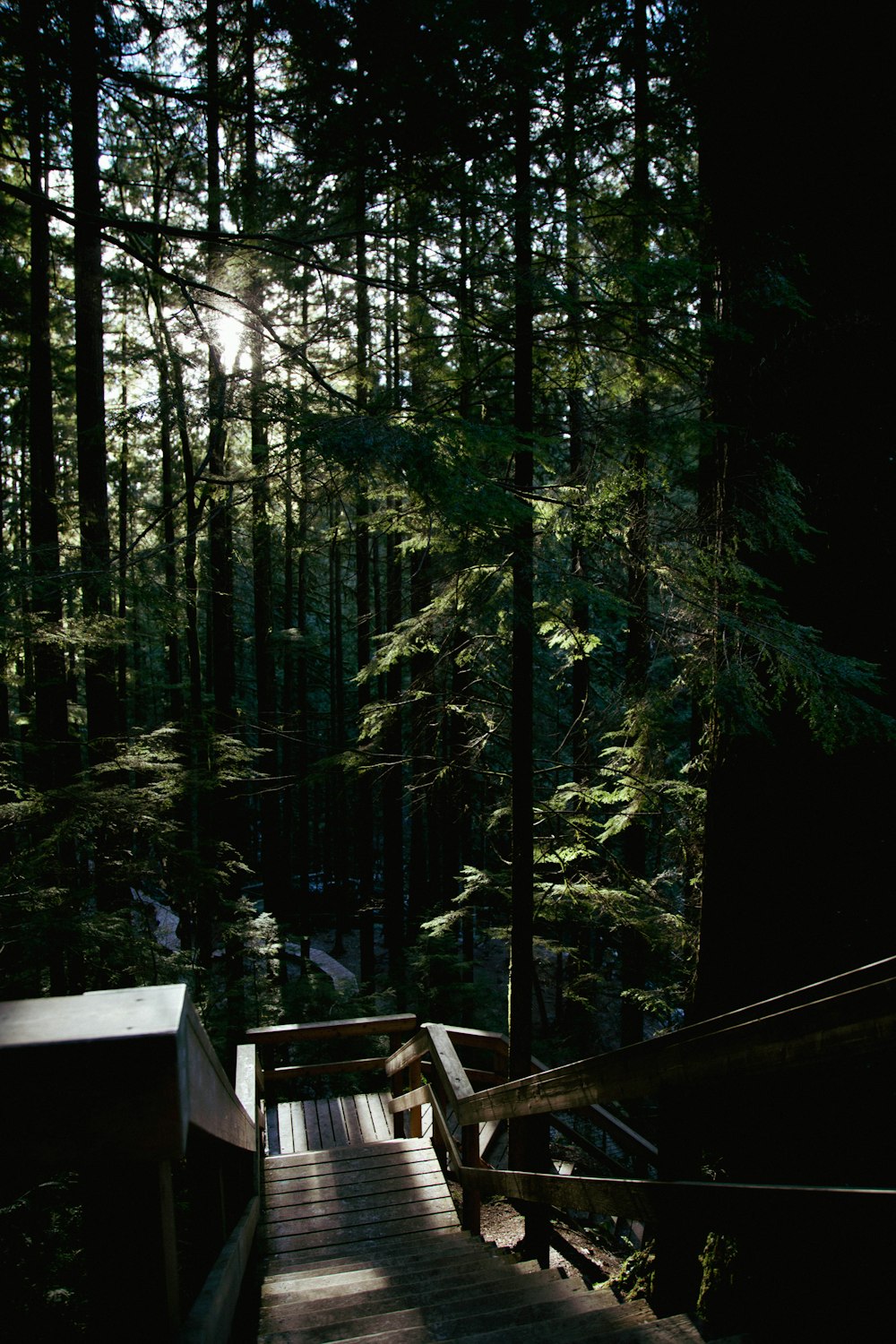 a set of stairs leading up to a forest