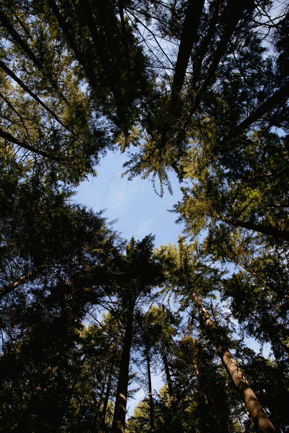a group of tall trees standing next to each other