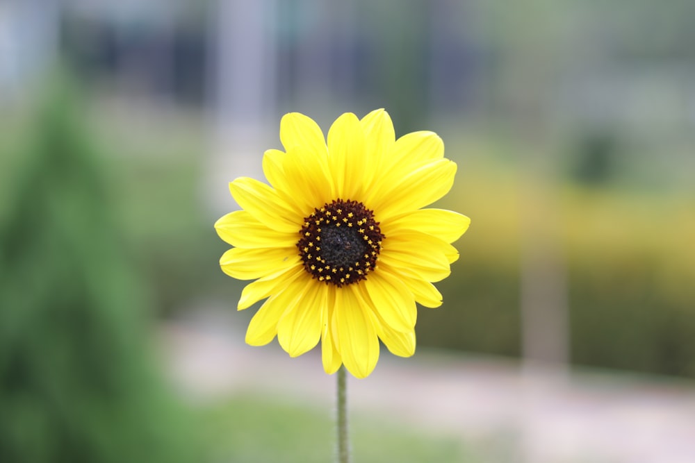 a sunflower with a blurry background in the foreground
