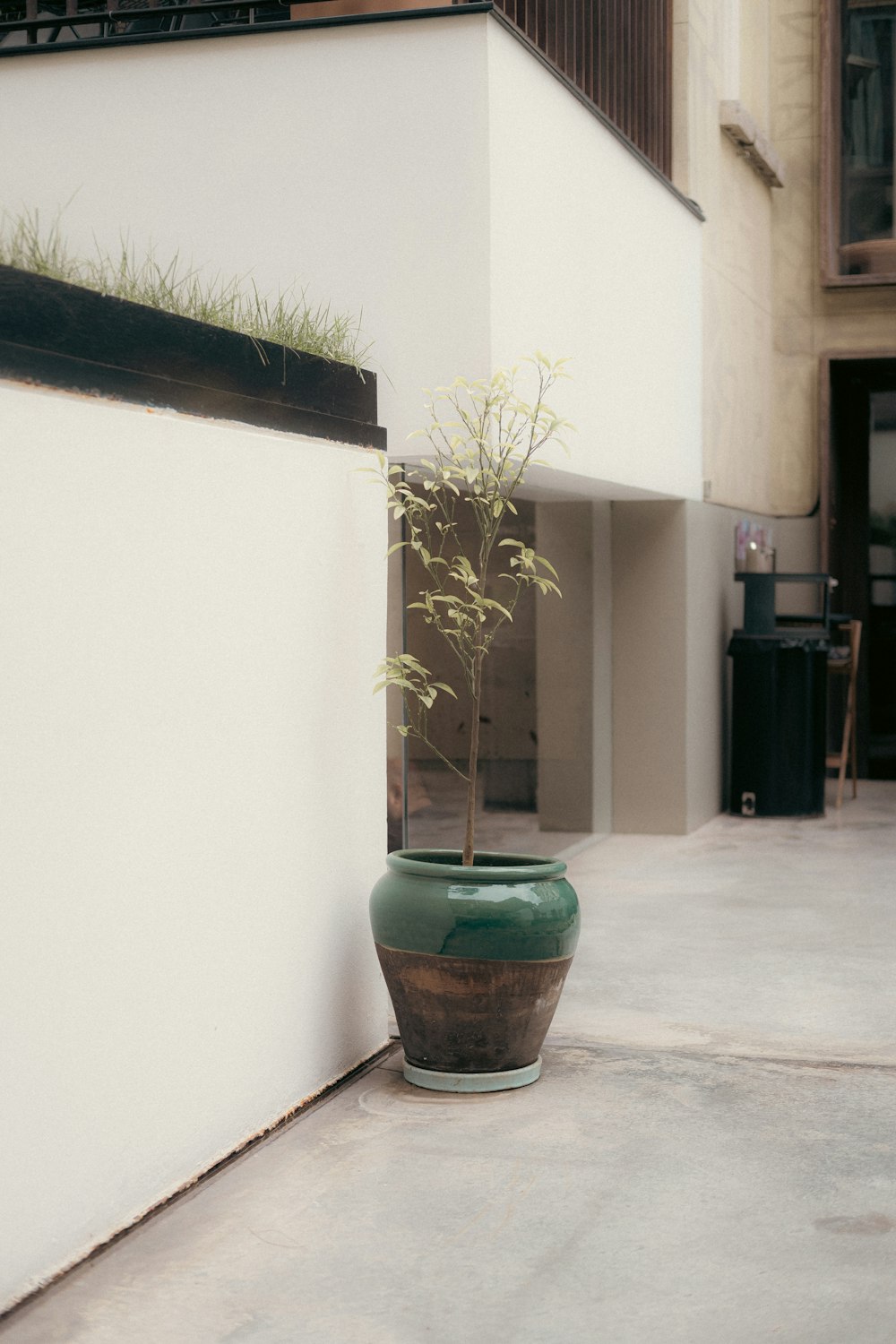 a potted plant sitting on the side of a building