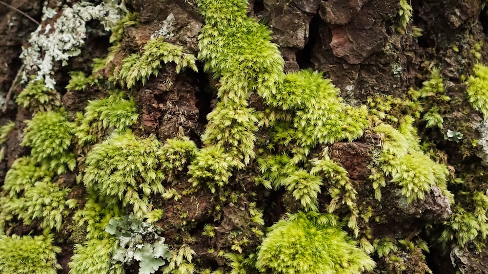 moss growing on the bark of a tree