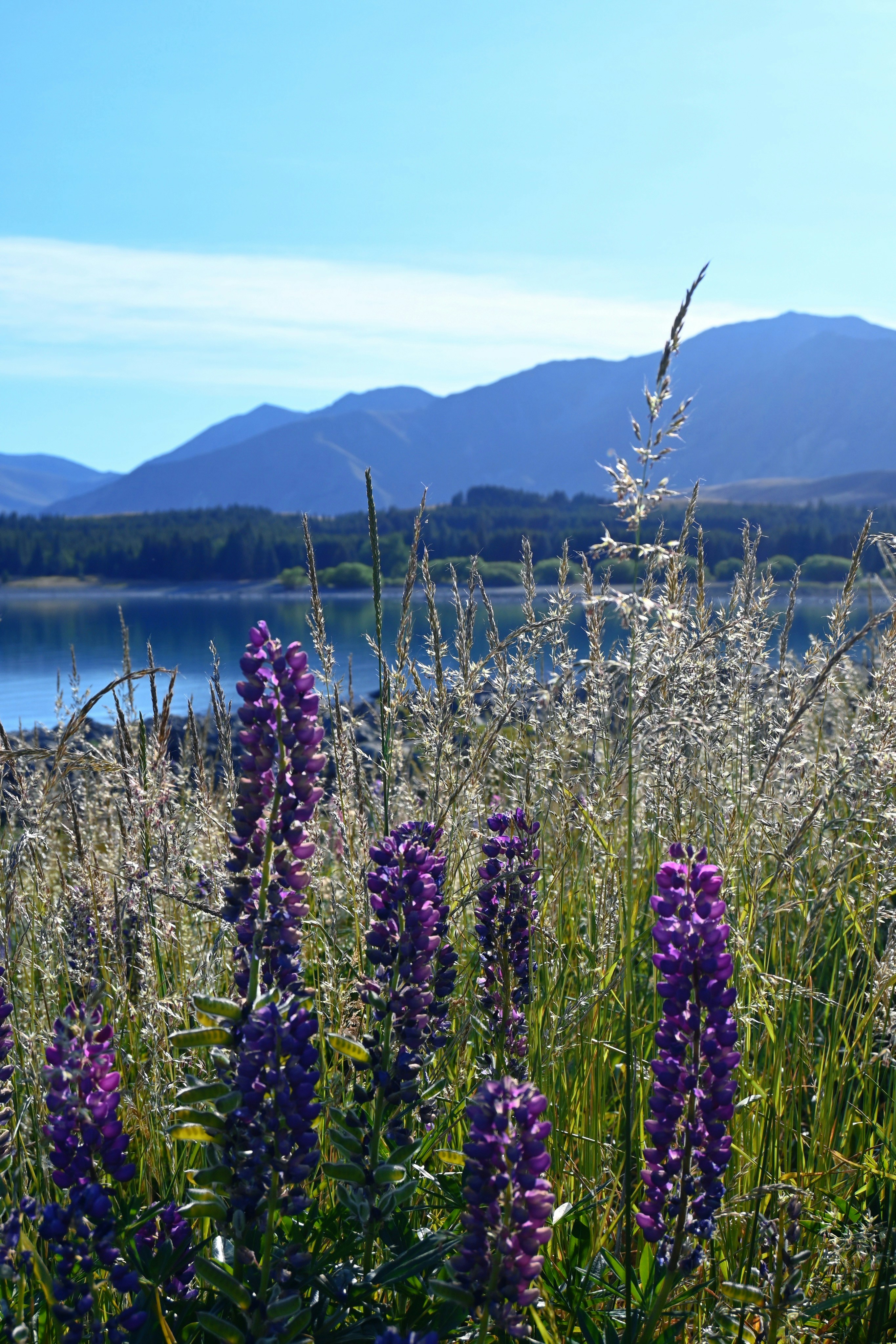 a field of purple flowers with mountains in the background