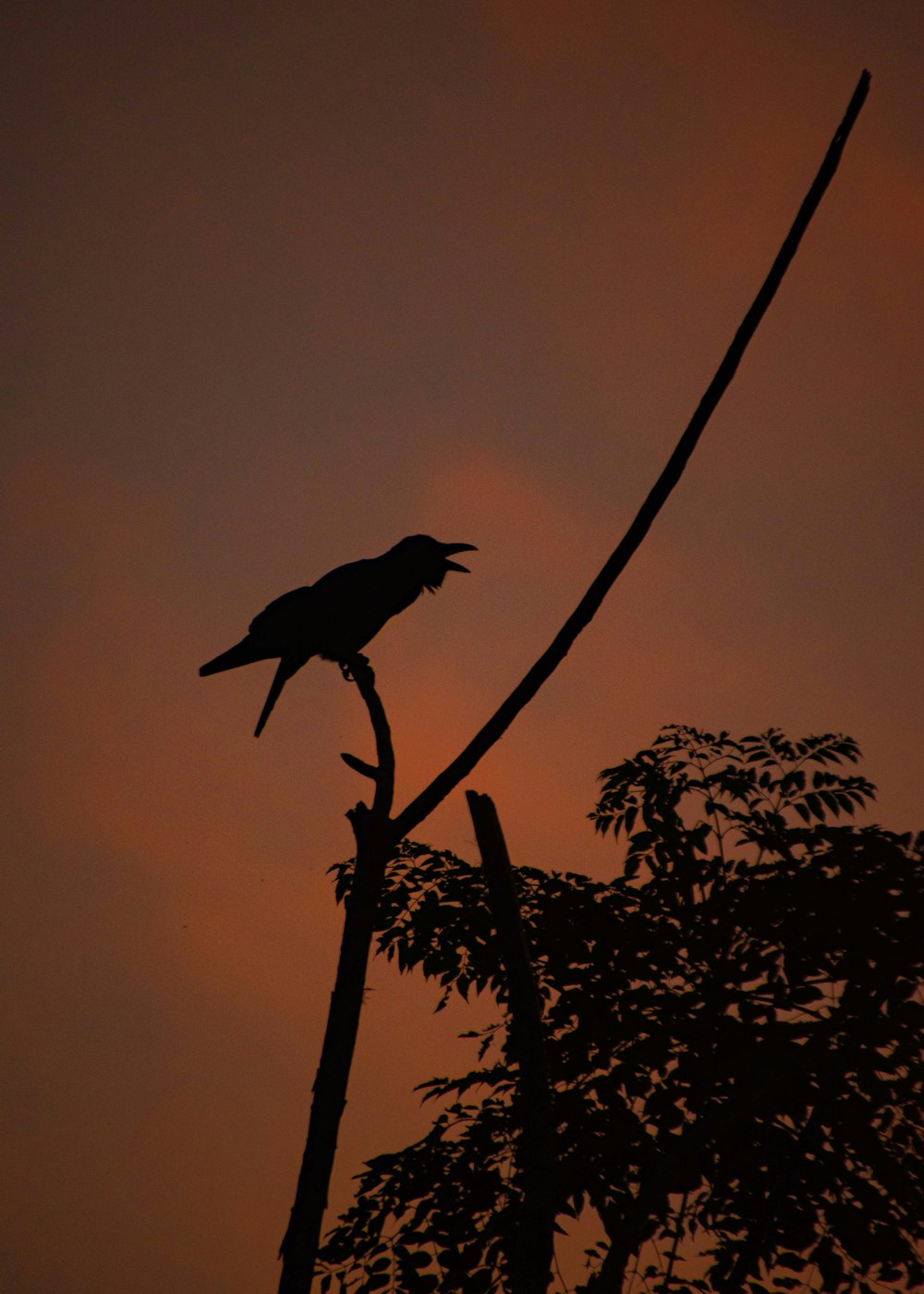 a bird sitting on top of a tree branch