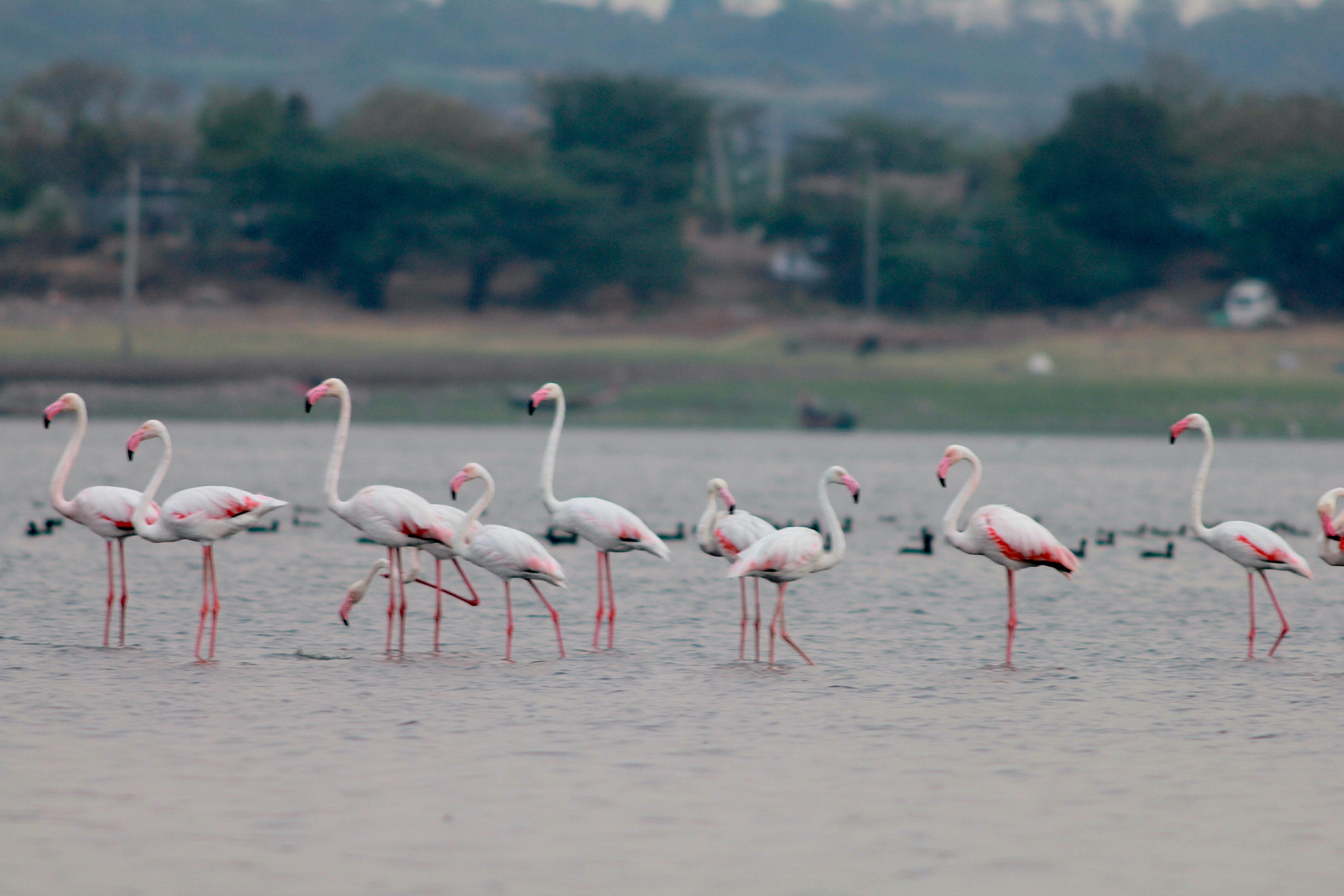 Photo by parag_mahajani