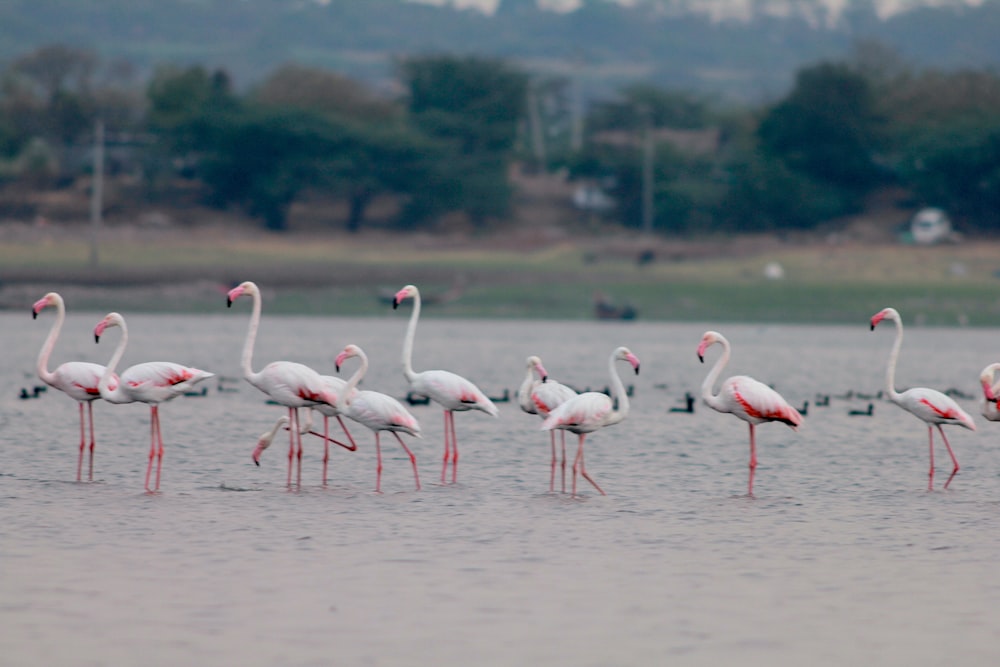 a group of flamingos standing in a body of water