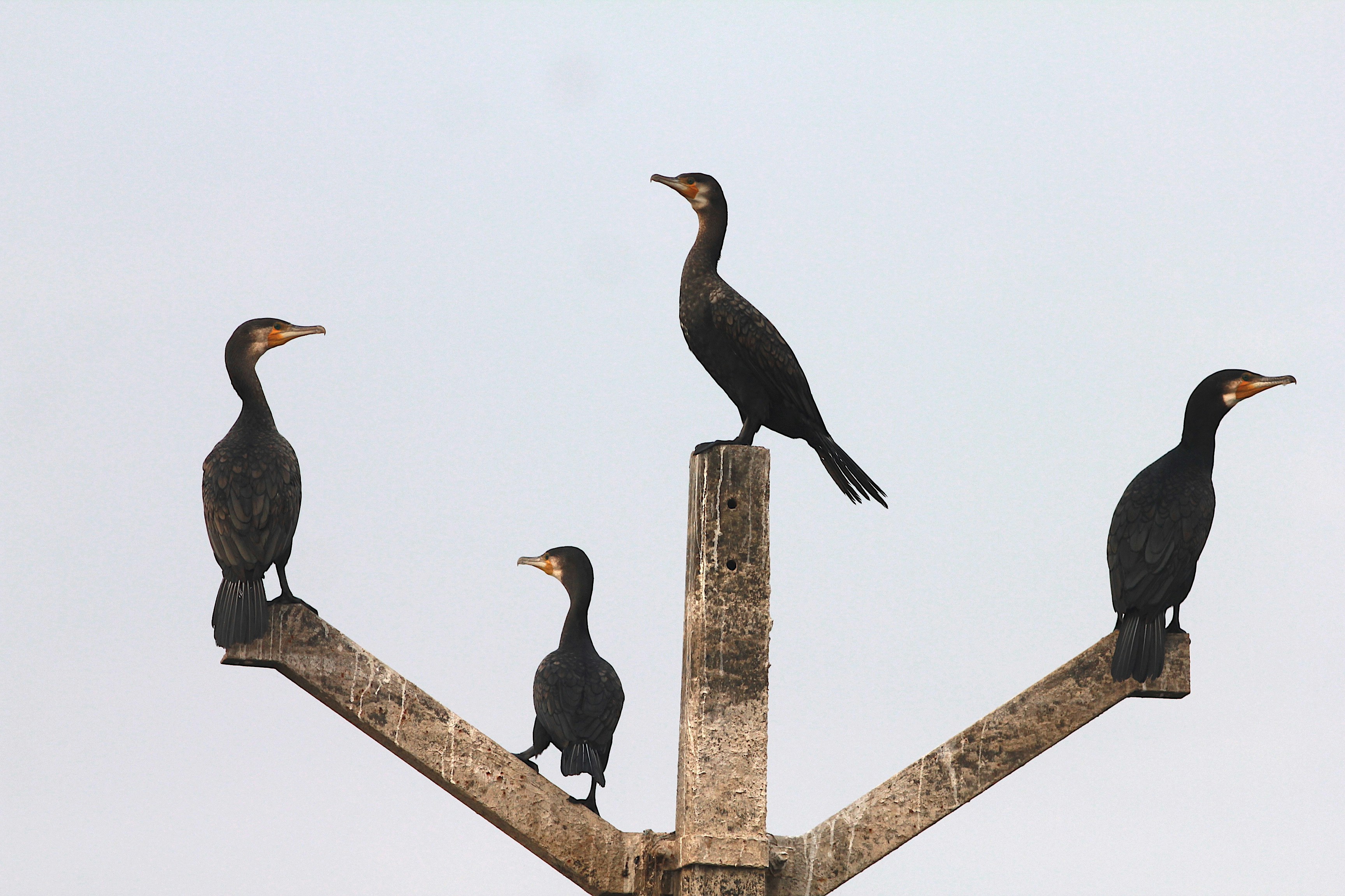 um grupo de pássaros sentados em cima de um poste