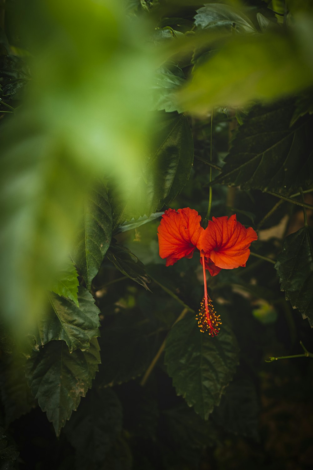 a red flower with green leaves in the background